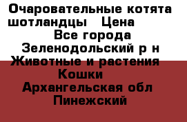 Очаровательные котята шотландцы › Цена ­ 2 000 - Все города, Зеленодольский р-н Животные и растения » Кошки   . Архангельская обл.,Пинежский 